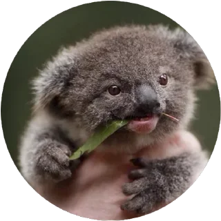 🐨