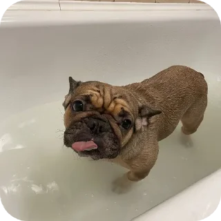 🐶