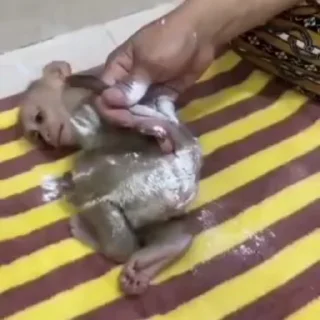 🐵