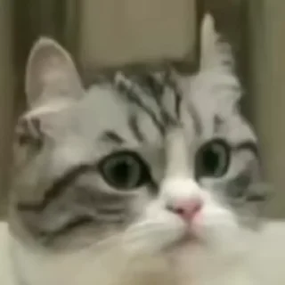 🐱