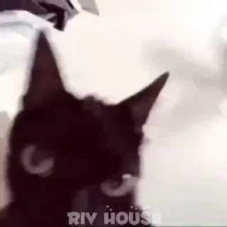 riv_house_Gif :: @fStikBot