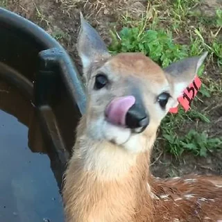 😋