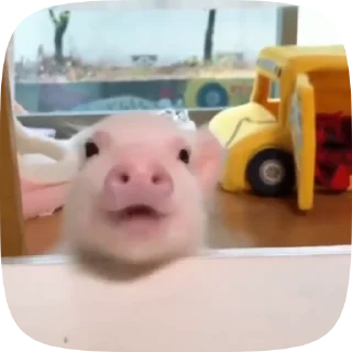 🐽