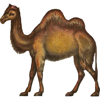 🐫