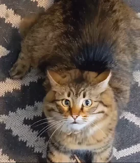 👹