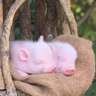 🥰