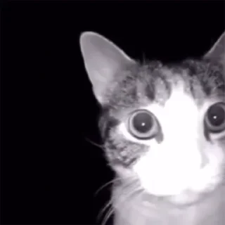 🐱
