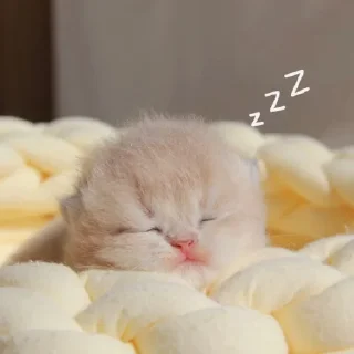 🐈