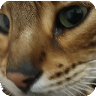 🐱