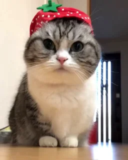 🐈