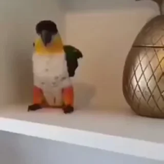 🤩