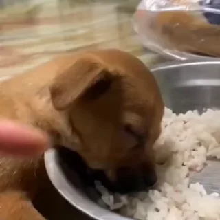 🐩