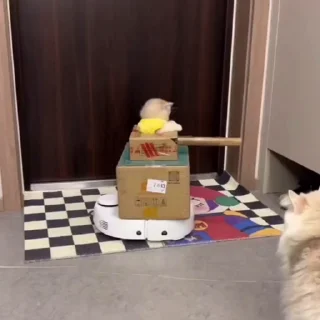 🐈