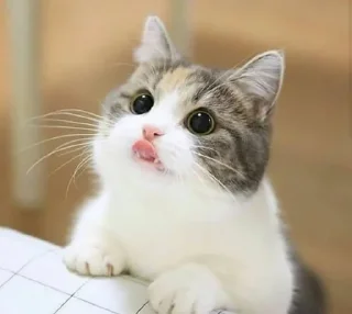 😋