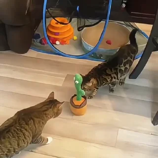 🐈