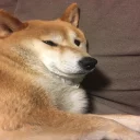 🐶