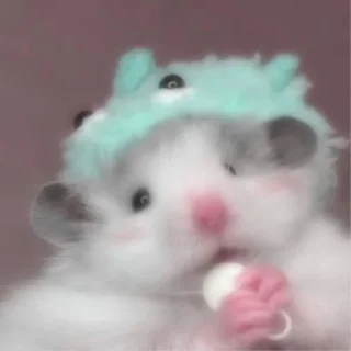 😼