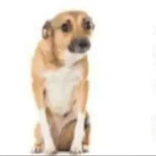 🐶