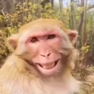 🌟