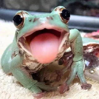 🐸