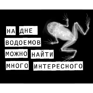🐸