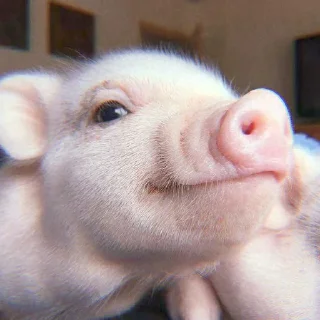 🐽