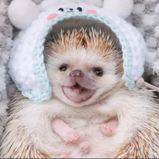 🦔