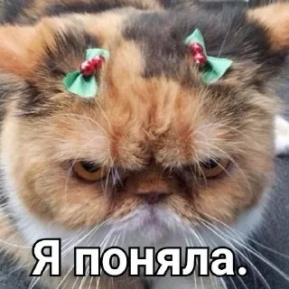 🐈