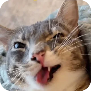 🐱