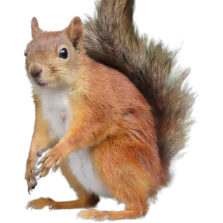 🐿️