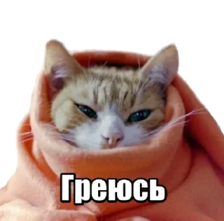 😼