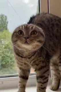 😡