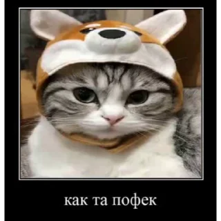 🐱