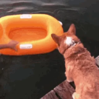 🐶