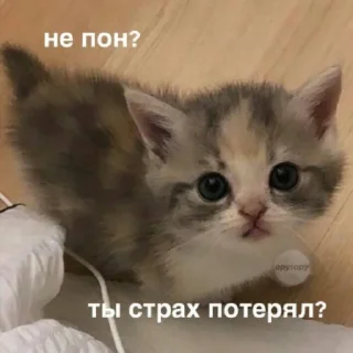 😾