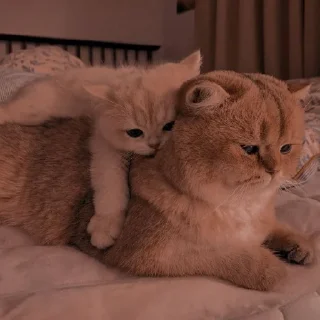✨