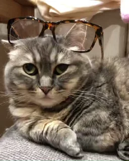 🐈