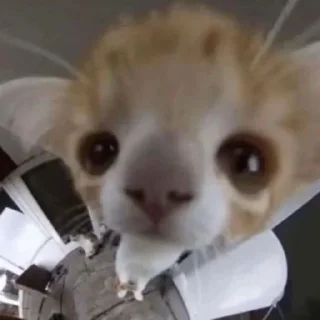 😶