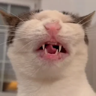 😋