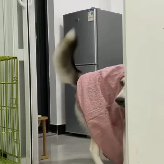 🐶