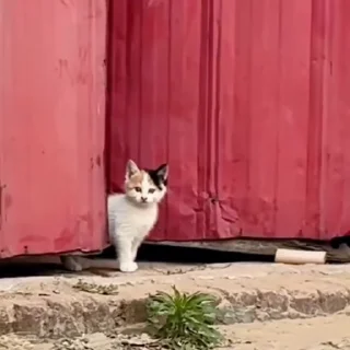 🐈