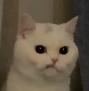 🐶