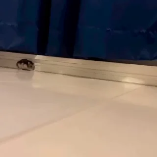 🐭