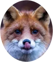 🦊