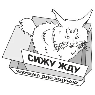 🐱