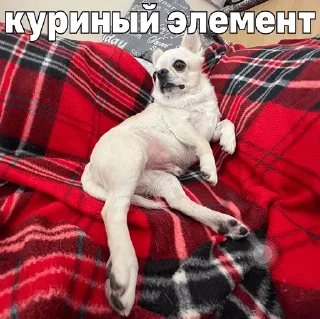 🐔