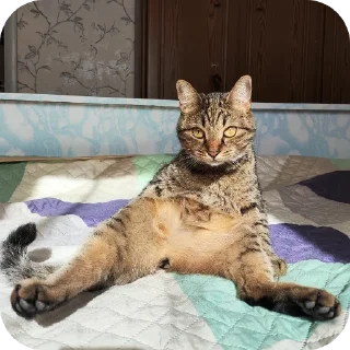 🐱