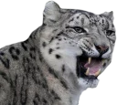 😾