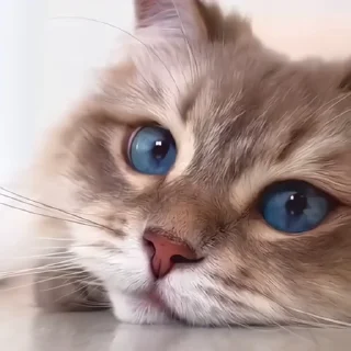🐈‍⬛️