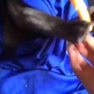 🐩